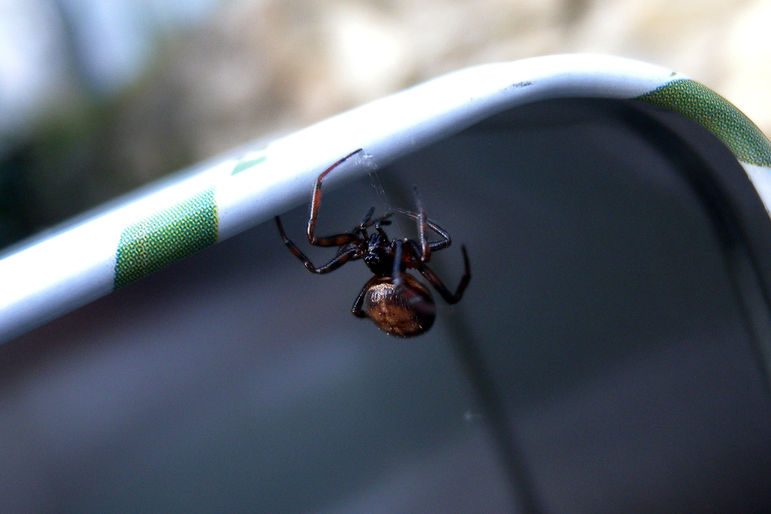 Steatoda bipunctata